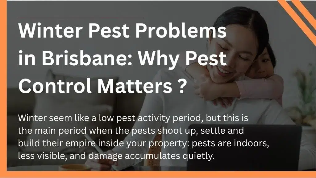 Winter Pest Problems in Brisbane: Why Pest Control Matters ?