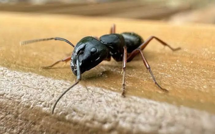 Carpenter Ant
