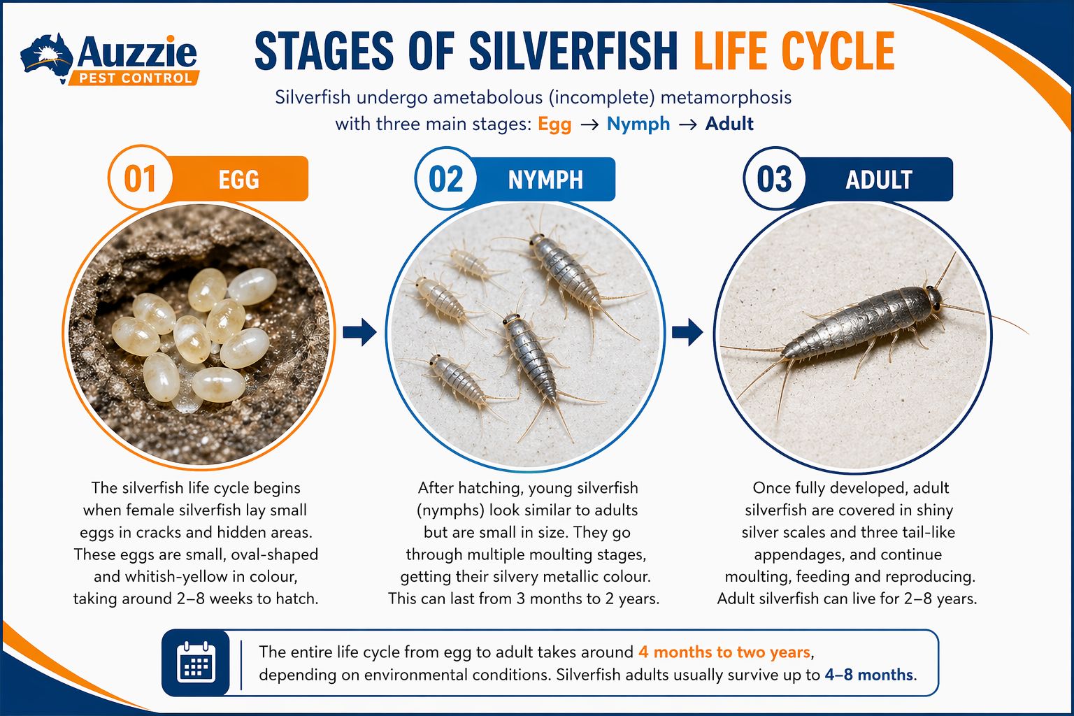 Stages of silverfish life cycle including egg nymph and adult