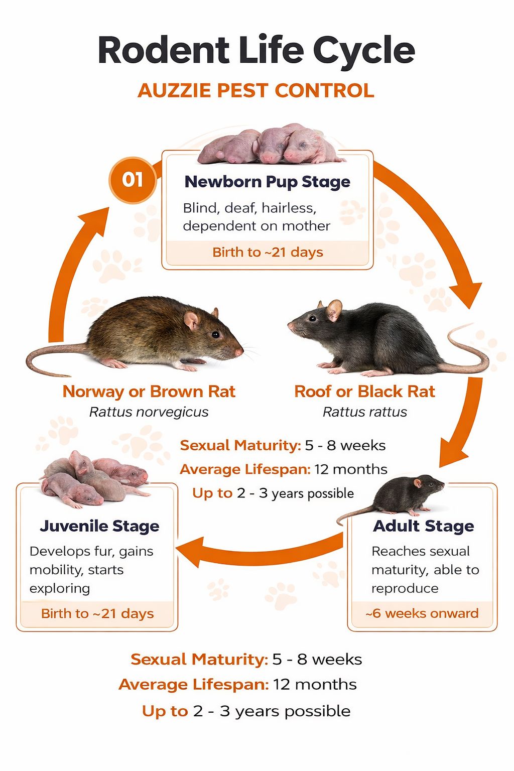 Stages of rodent life cycle including newborn pup juvenile and adult