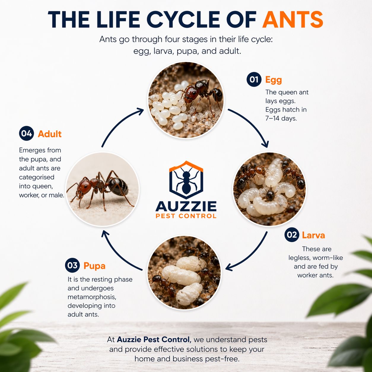 Stages of ant life cycle including egg larva pupa and adult