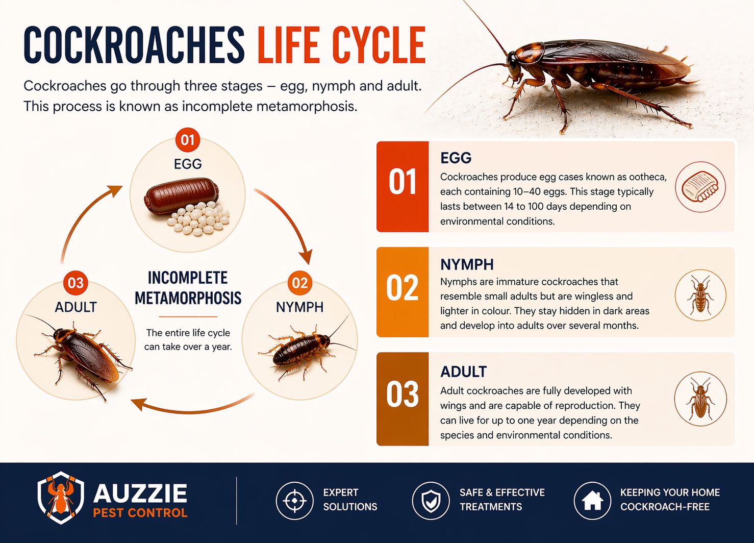 Stages of cockroach life cycle including egg nymph and adult