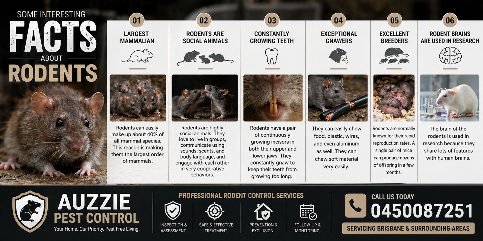 Some interesting Facts about Rodents