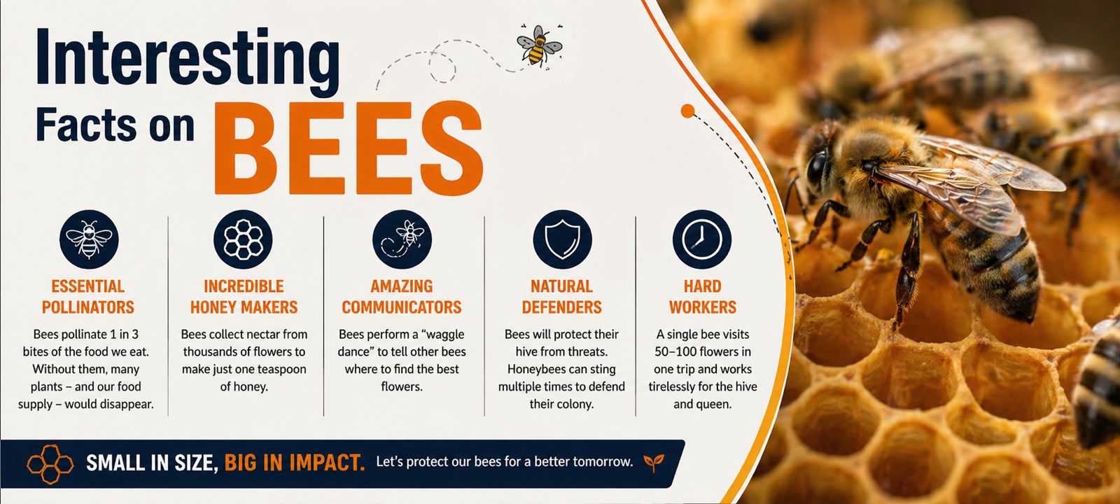 Interesting Facts About Bees