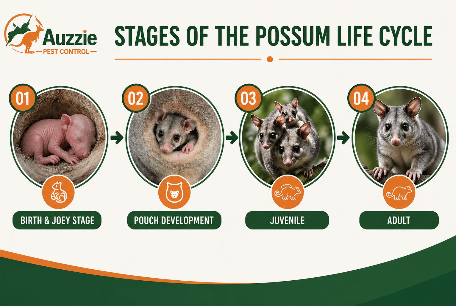 Stages of possum life cycle including joey pouch development juvenile and adult