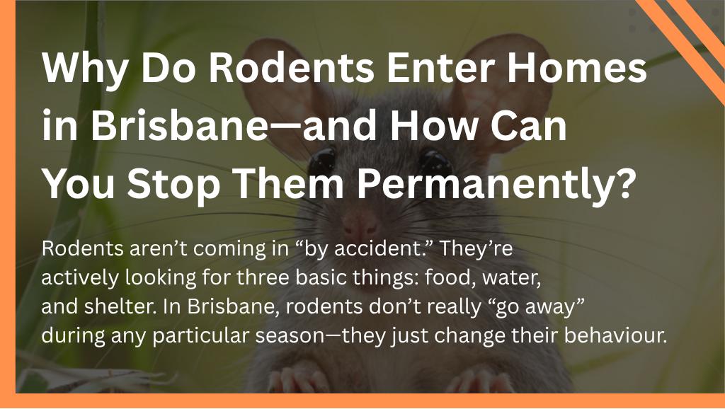 Why Do Rodents Enter Homes in Brisbane—and How Can You Stop Them Permanently?