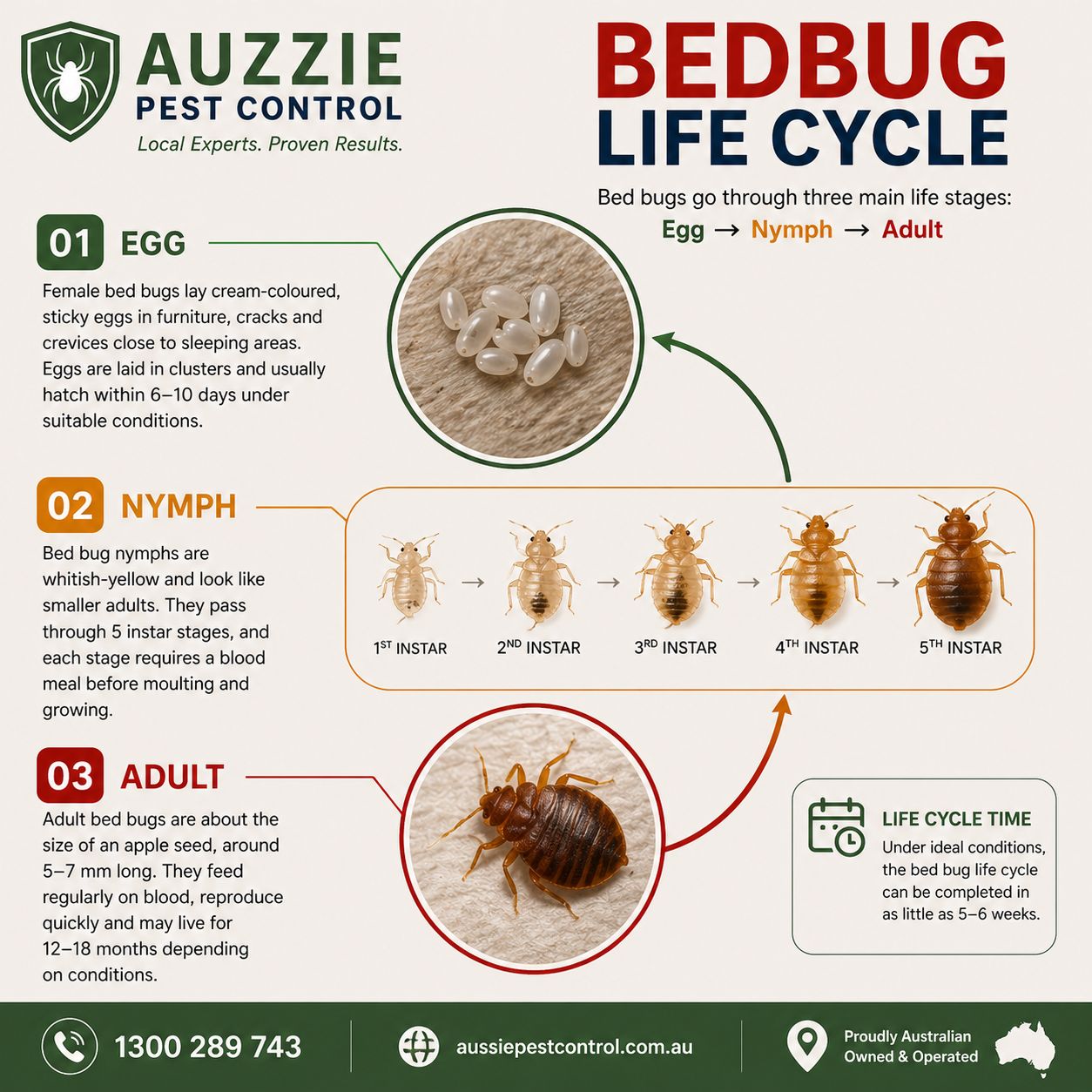 Bedbug life cycle showing egg nymph and adult stages