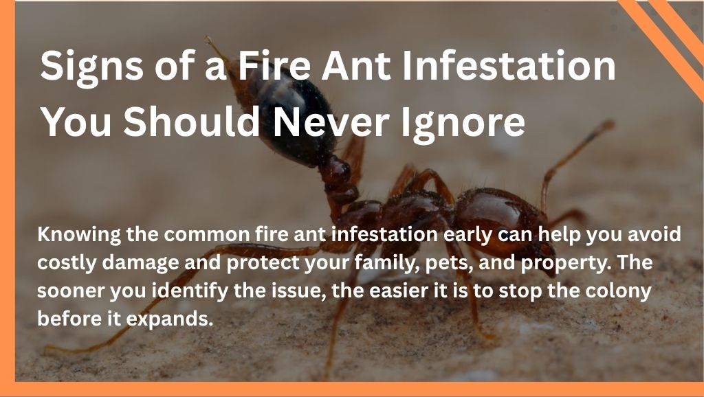 Signs of a Fire Ant Infestation You Should Never Ignore