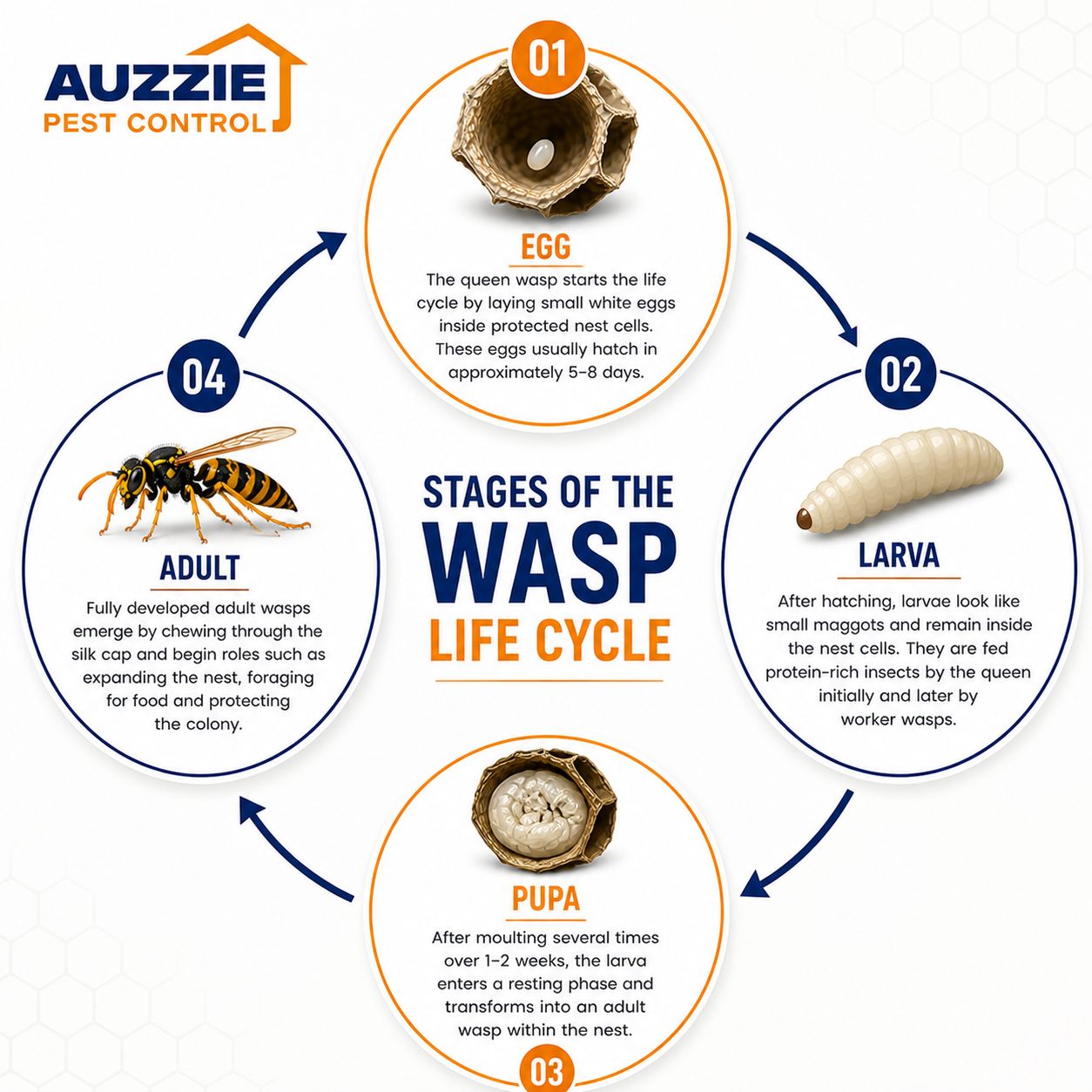 Stages of wasp life cycle including egg larva pupa and adult