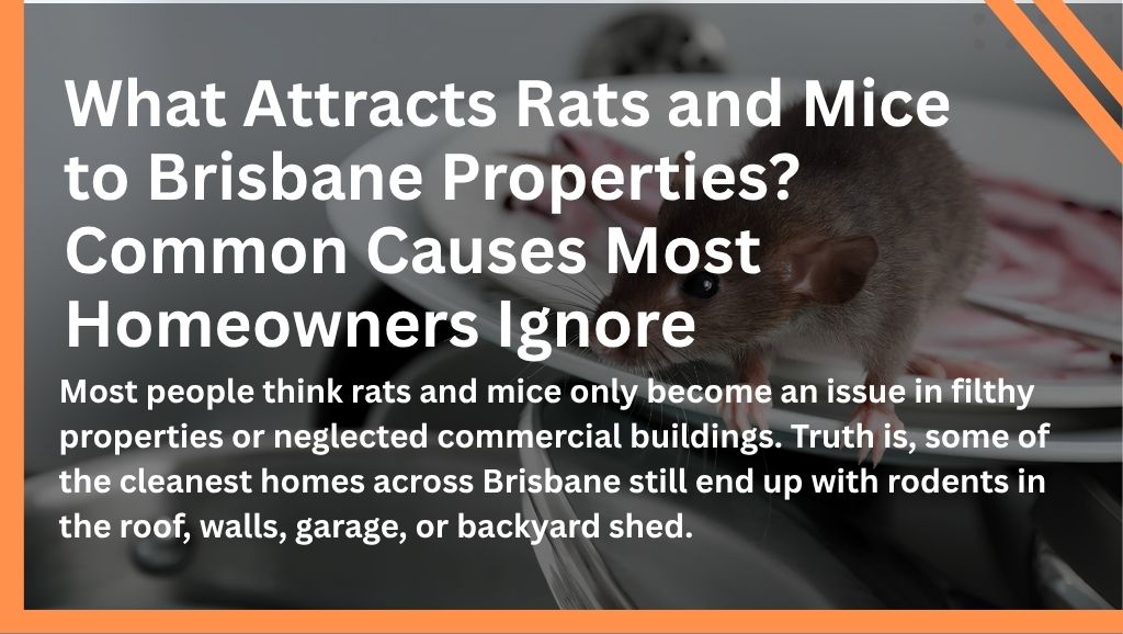 What Attracts Rats and Mice to Brisbane Properties? Common Causes Most Homeowners Ignore