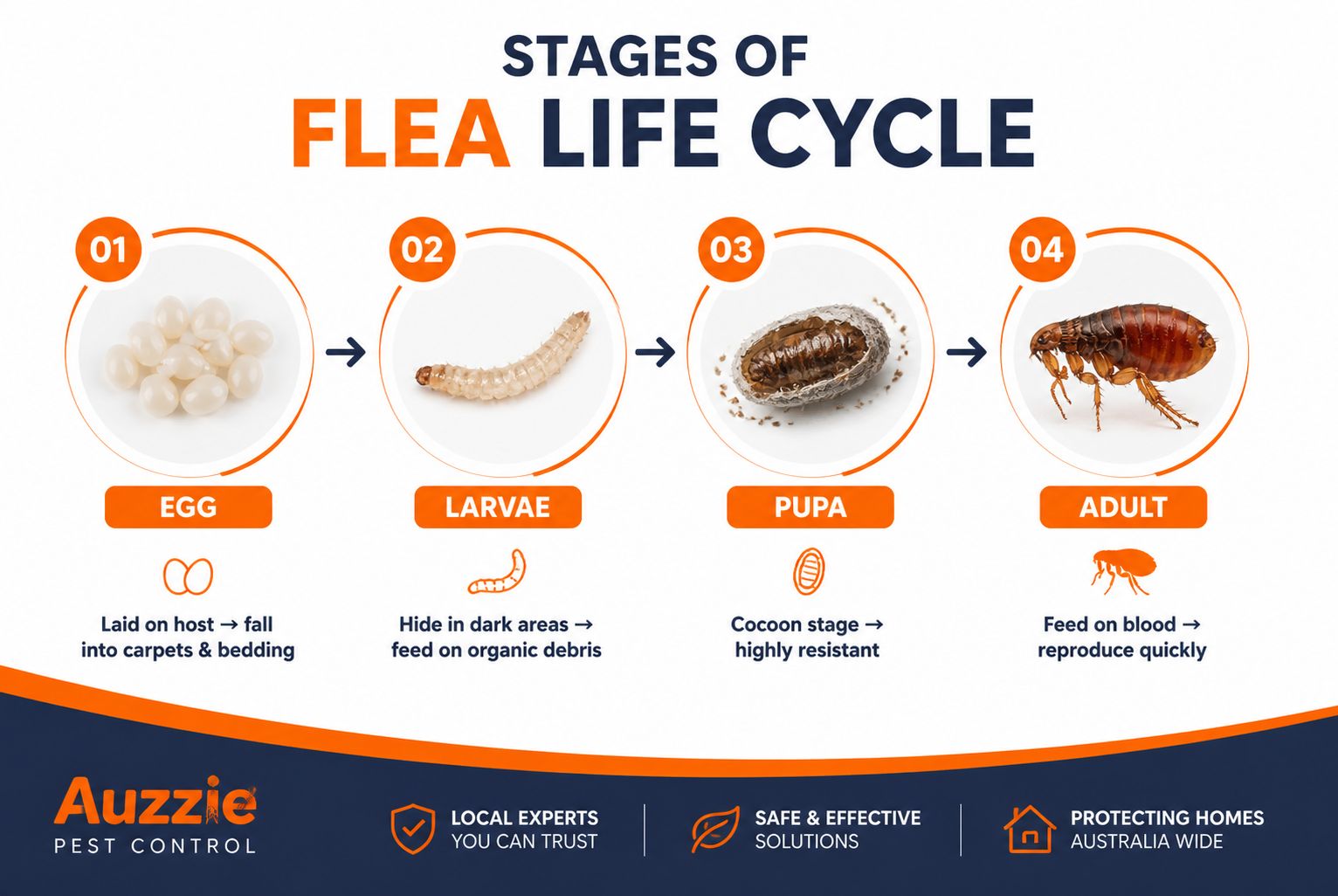Flea life cycle showing egg larva pupa and adult stages