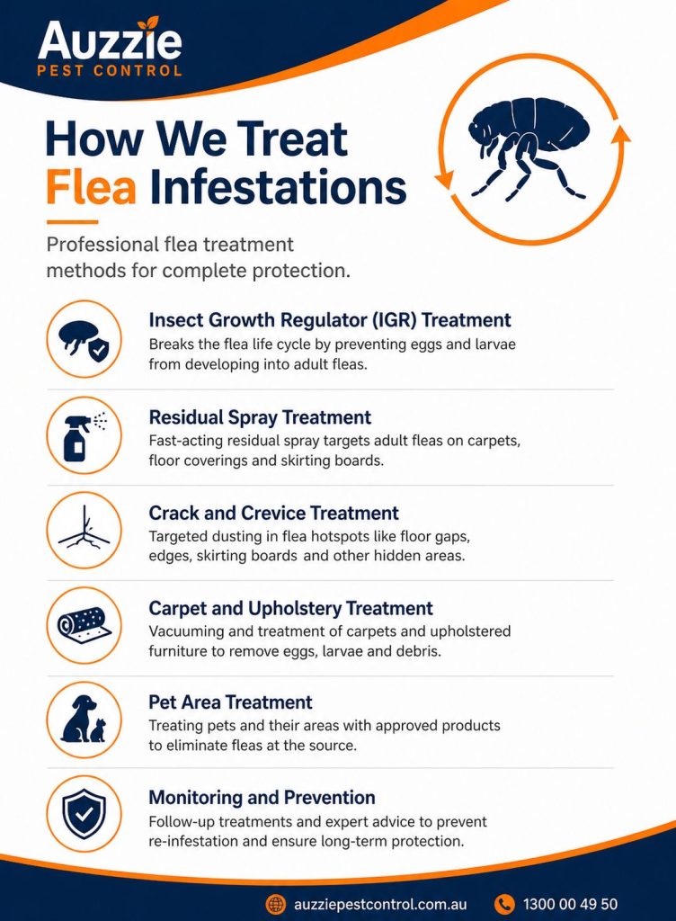 How We Treat Flea Infestations – Professional Flea Treatment Methods