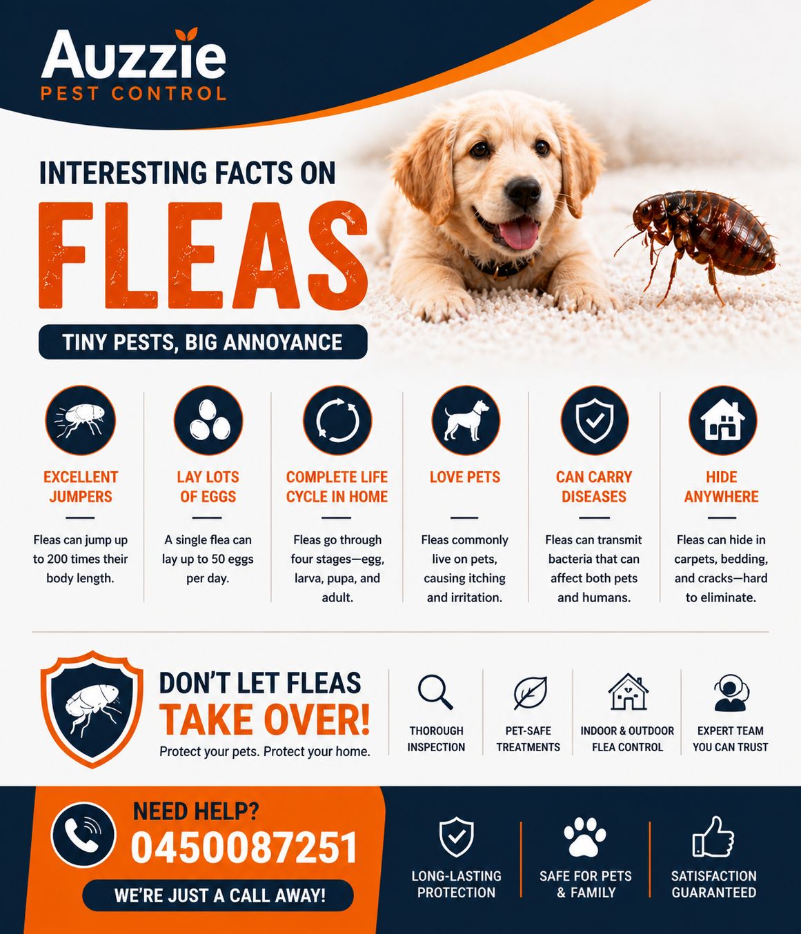 Flea / Bedbug Life Cycle