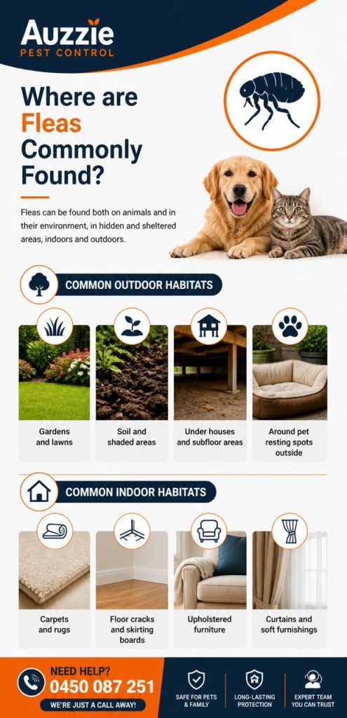 Where are fleas commonly found?