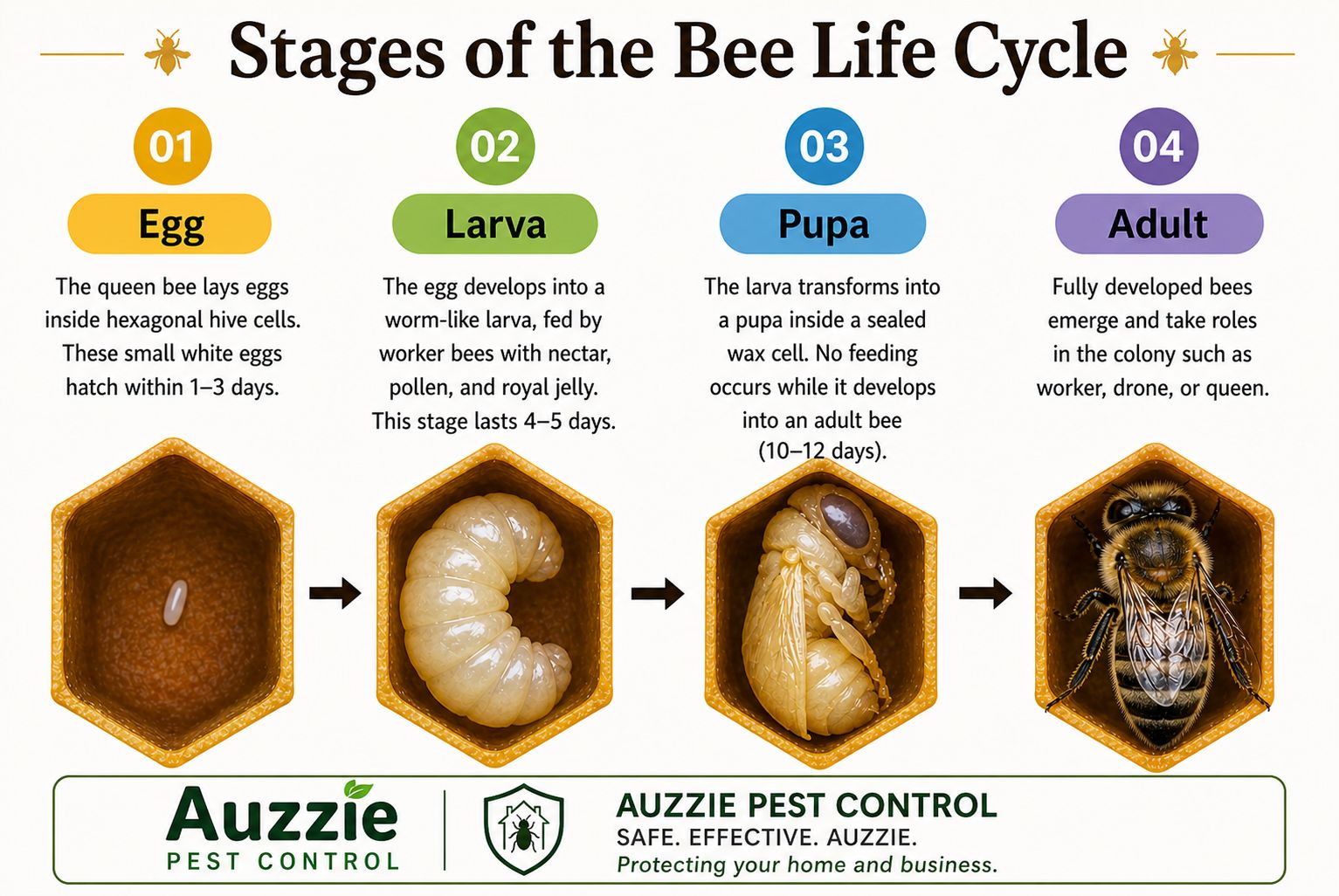 Stages of bee life cycle including egg larva pupa and adult
