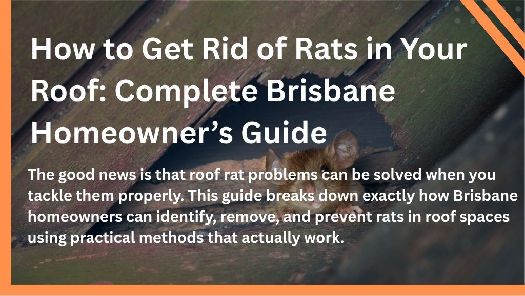 How to Get Rid of Rats in Your Roof: Complete Brisbane Homeowner’s Guide