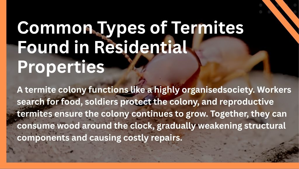 Common Types of Termites Found in Residential Properties