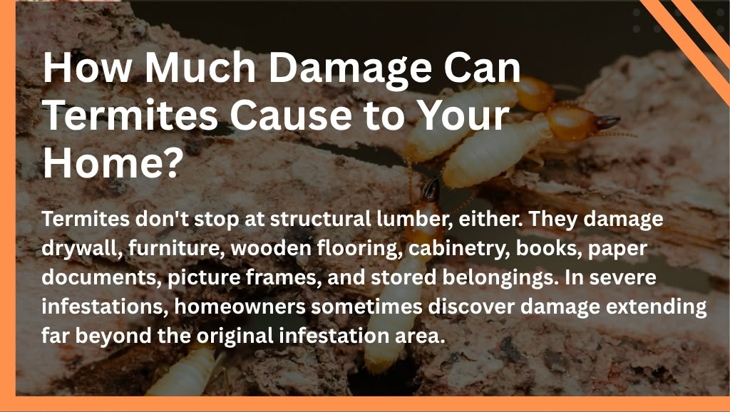 How Much Damage Can Termites Cause to Your Home?