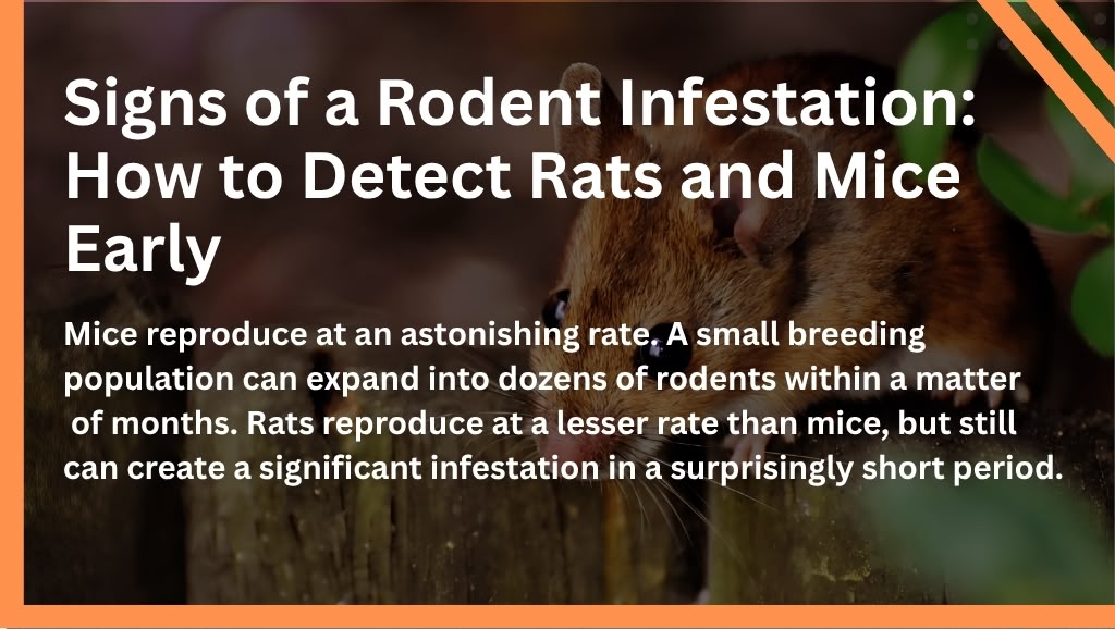 Signs of a Rodent Infestation: How to Detect Rats and Mice Early