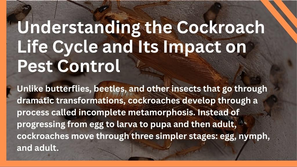 Understanding the Cockroach Life Cycle and Its Impact on Pest Control