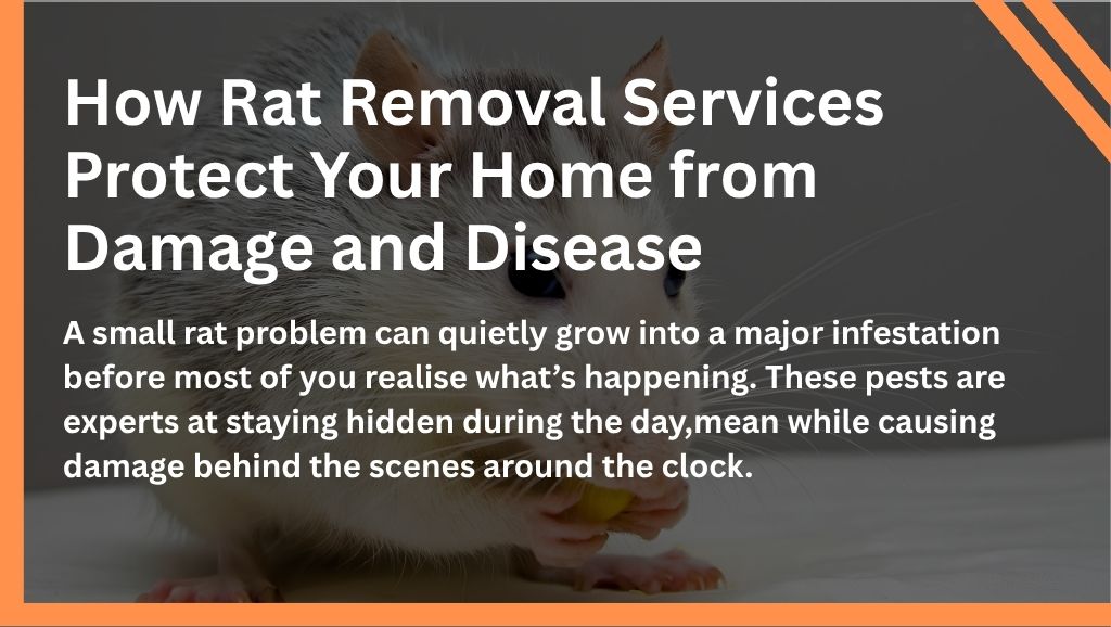 How Rat Removal Services Protect Your Home from Damage and Disease