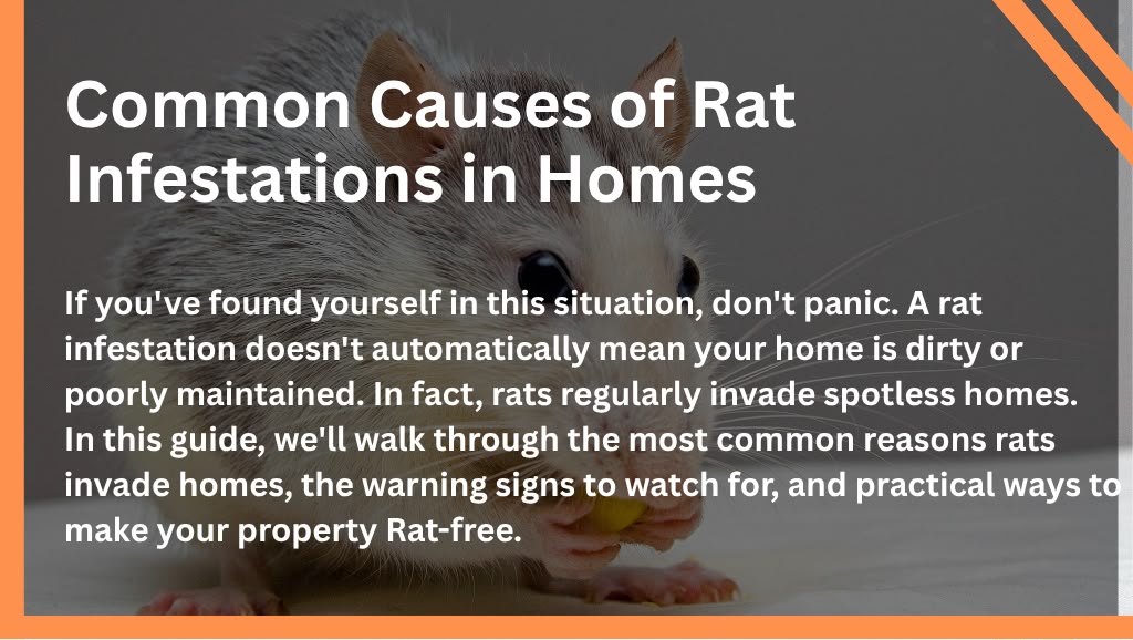 Common Causes of Rat Infestations in Homes